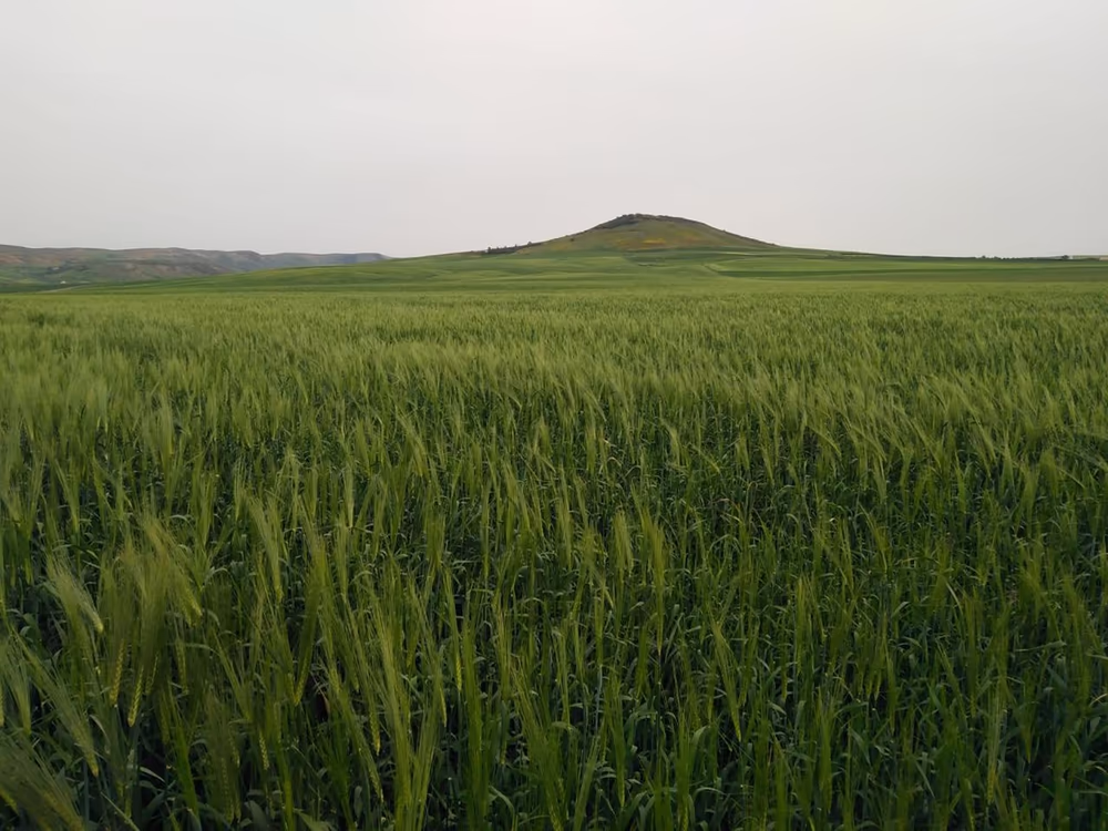 Domaine Agricole de 147 Hectares, Aït Ouihelfen (Meknès)